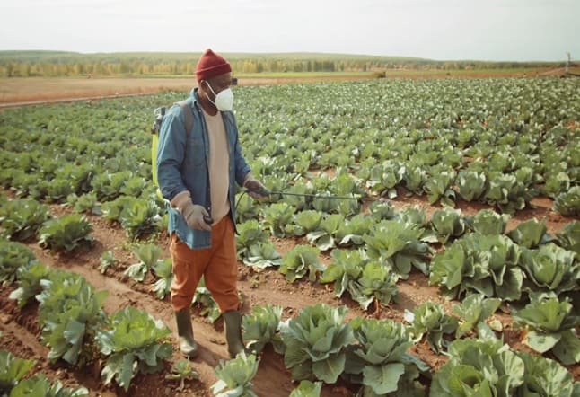 Ante elevados precios sustituyen fertilizantes químicos por abono orgánico